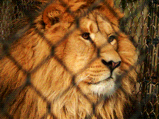 This lion is in CONSTAINT PAIN and it is all YOUR FAULT