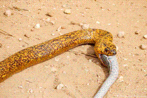 look its a SNAKE!!!